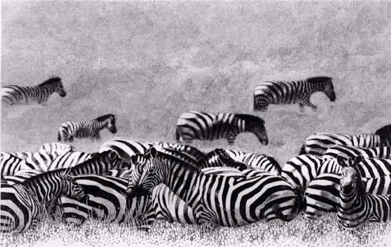Pen & Ink Drawings / zebra.jpg